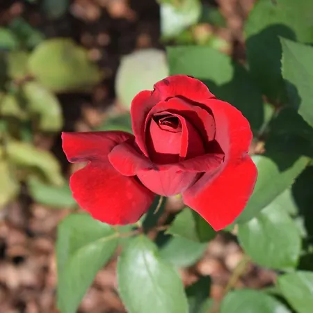 호텔 Chateau Linza 4*